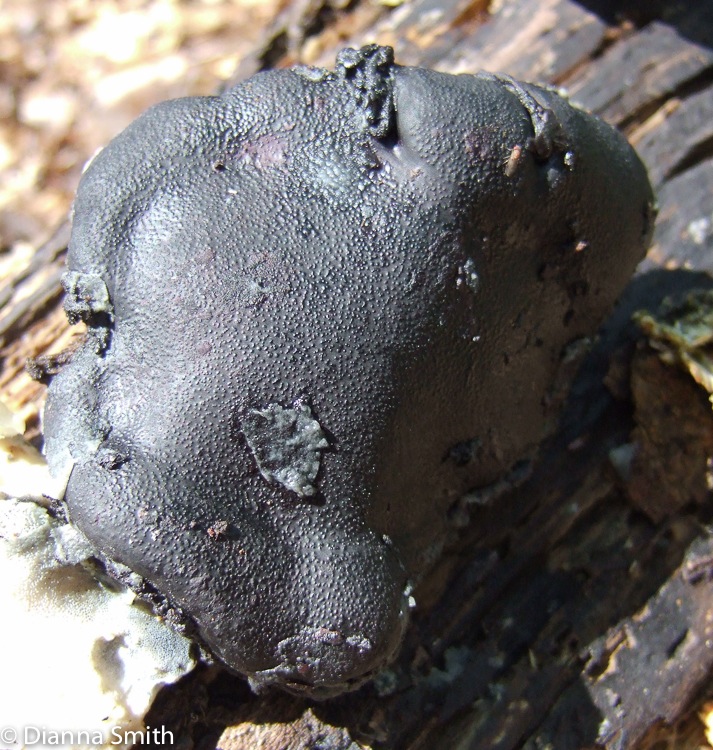 Camarops petersii0961