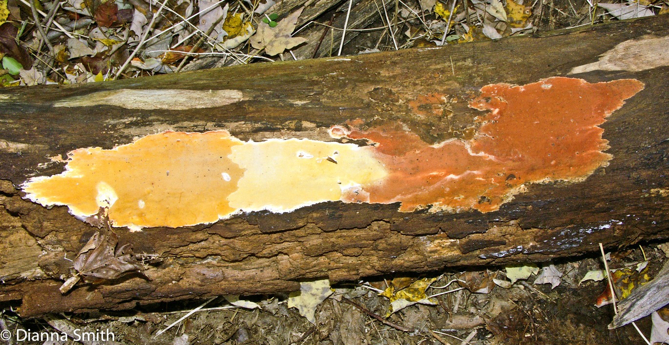 Ceriporia spissa4298