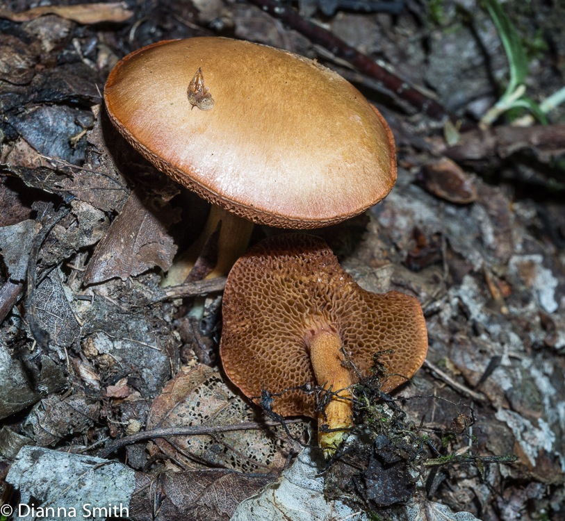 Chalciporus piperatus02490