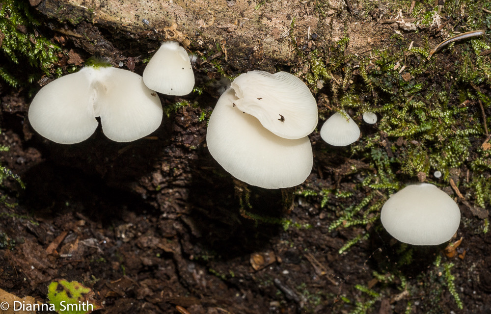Cheimonophylum candissimum02329
