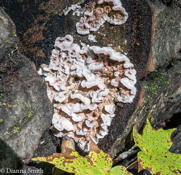 Chrondostereum purpureum 03035