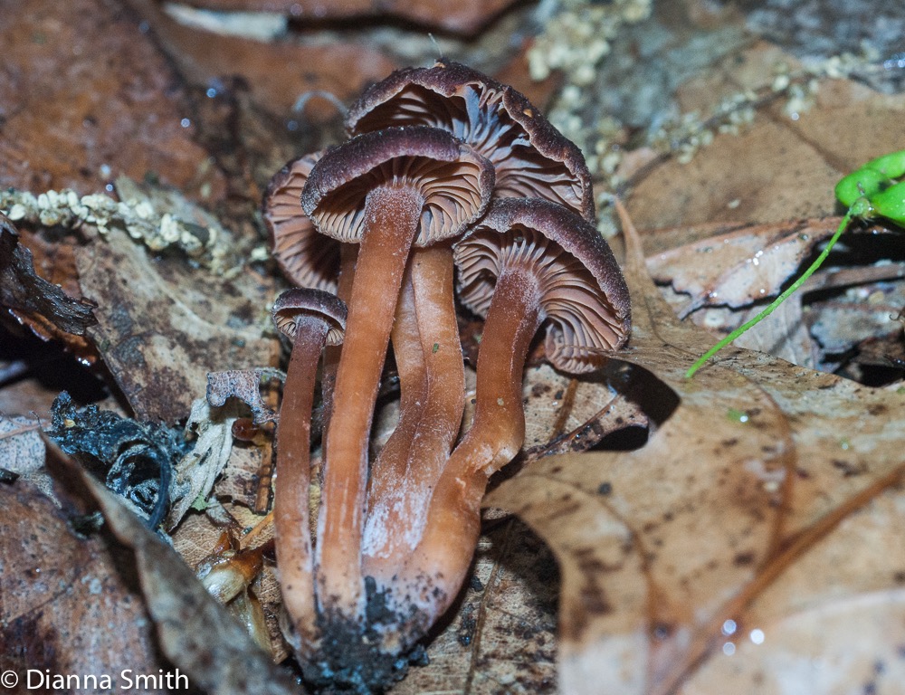 Chroogomphus vinicolor04659