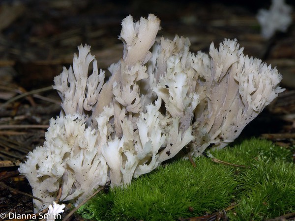 Clavulina coralloides (C. cristata)1403