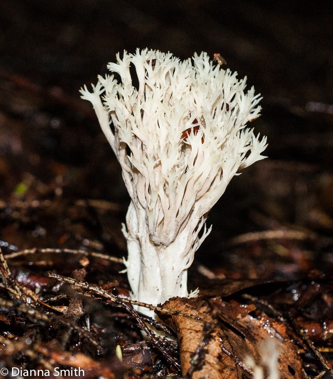 Clavulina coralloides (Clavulina cristata)05902