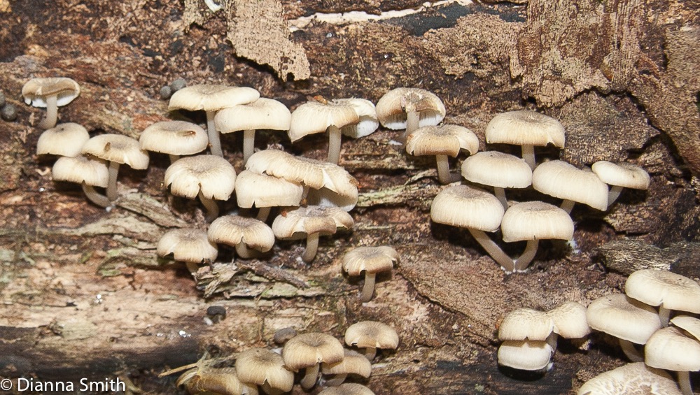 Clitocybula familia4050