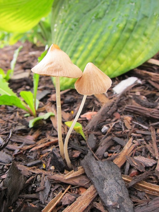 Conocybe lactea 1930