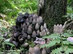 Coprinopsis atramentaria (Coprinus atramentarius)7759