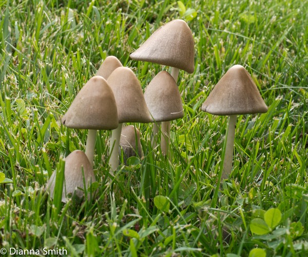 Coprinopsis atramentaria (Coprinus atramentarius)1010437