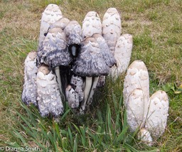 Coprinus comatus0767