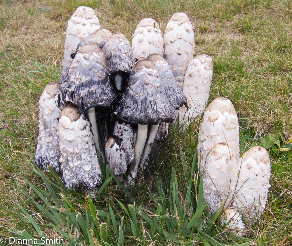 Coprinus comatus0767