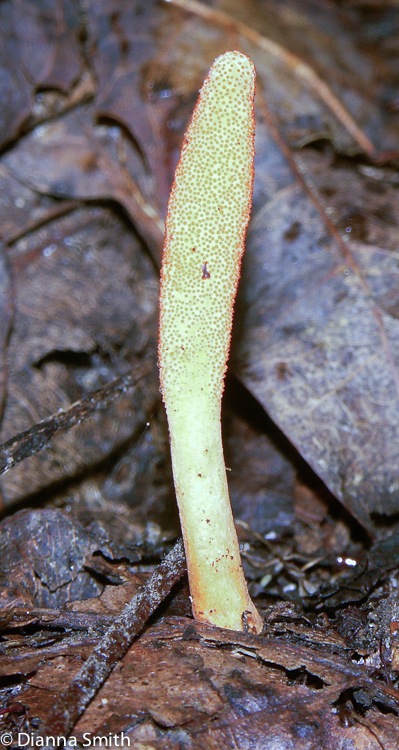 Cordyceps militaris0690