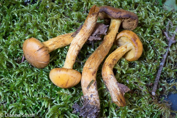 Cortinarius limoneus01553
