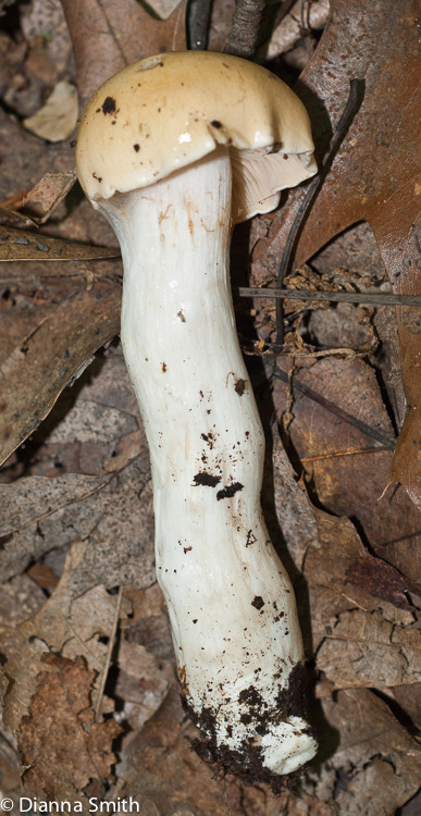 Cortinarius MacWensis01208