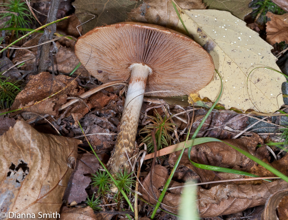 Cortinarius pholideus6348