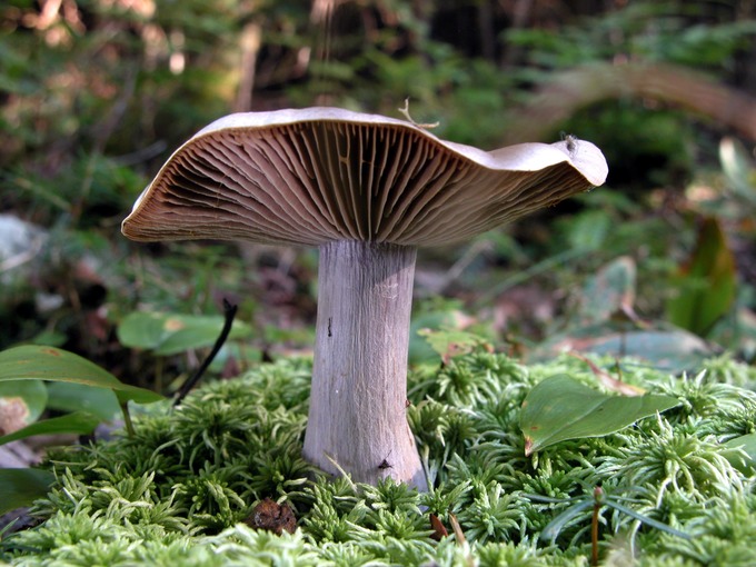 Cortinarius alboviolaceus6873