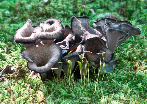 Craterellus fallax7939