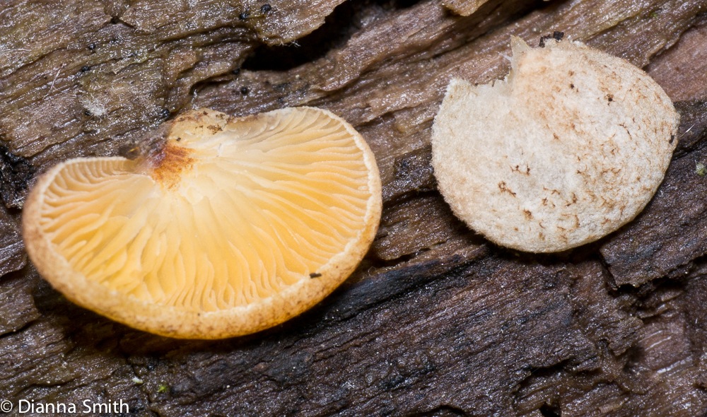 Crepidotus crocophyllus1000229