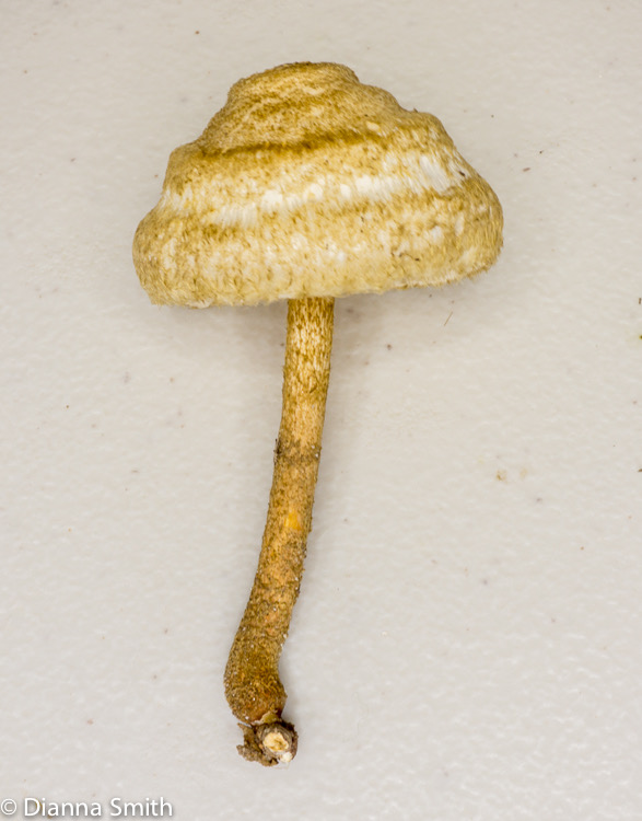 Crinipellis zonatus03992