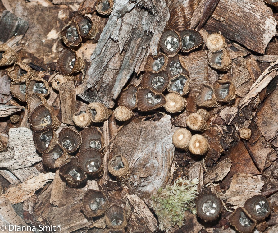 Cyathus striatus01401