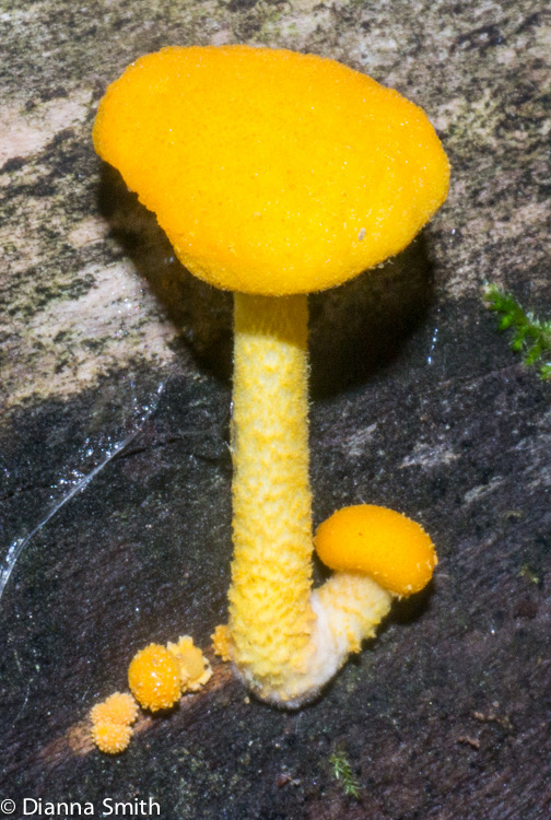 Cyptotrama asprata1010550