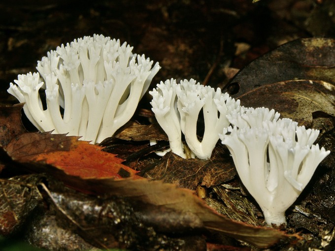 D DS Ramariopsis kunzei1625e