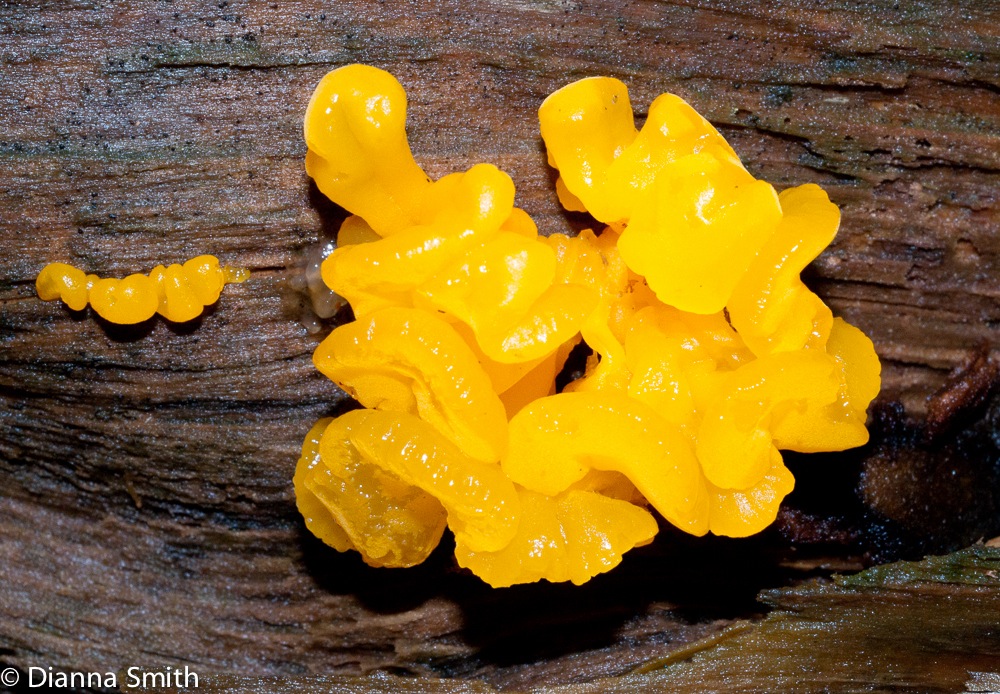 Dacrymyces palmatus04435