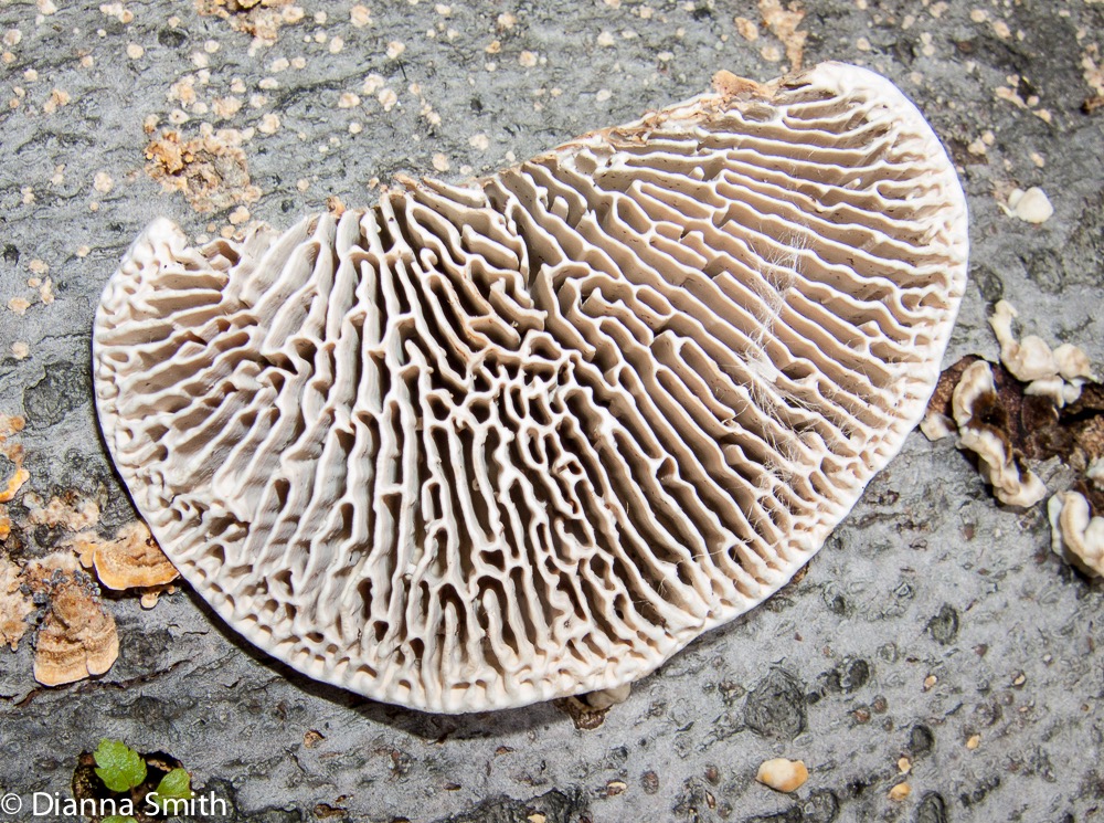 Daedalea quercina3280