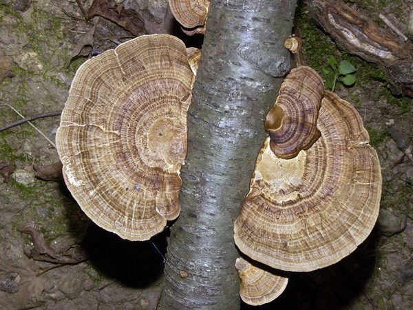 Daedaleopsis septentrionales 3085