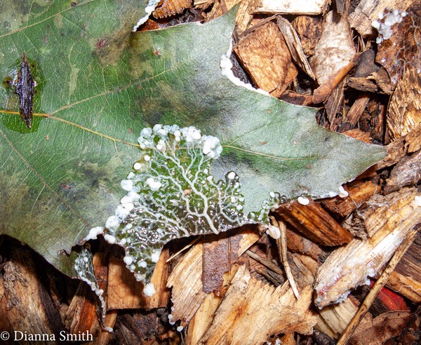 Diachea leucopodia8998