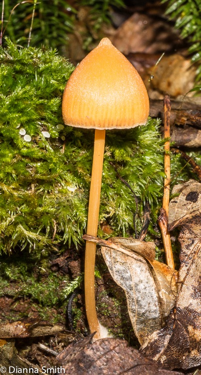 Entoloma salmoneum (syn. Inocephalus quadratus)02408