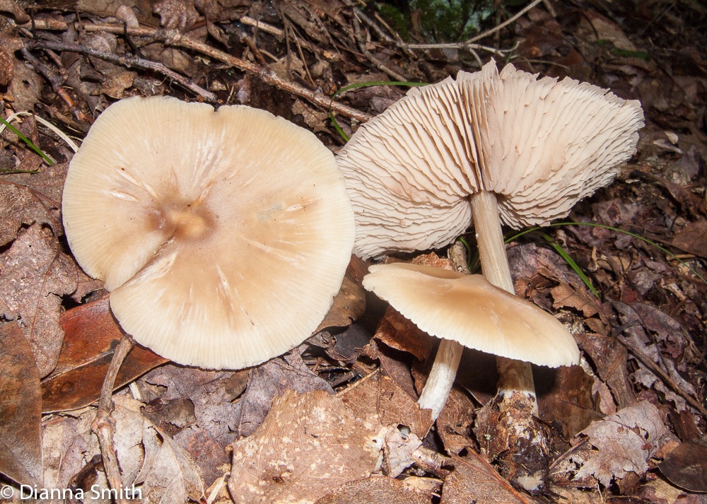 Entoloma strictius9957