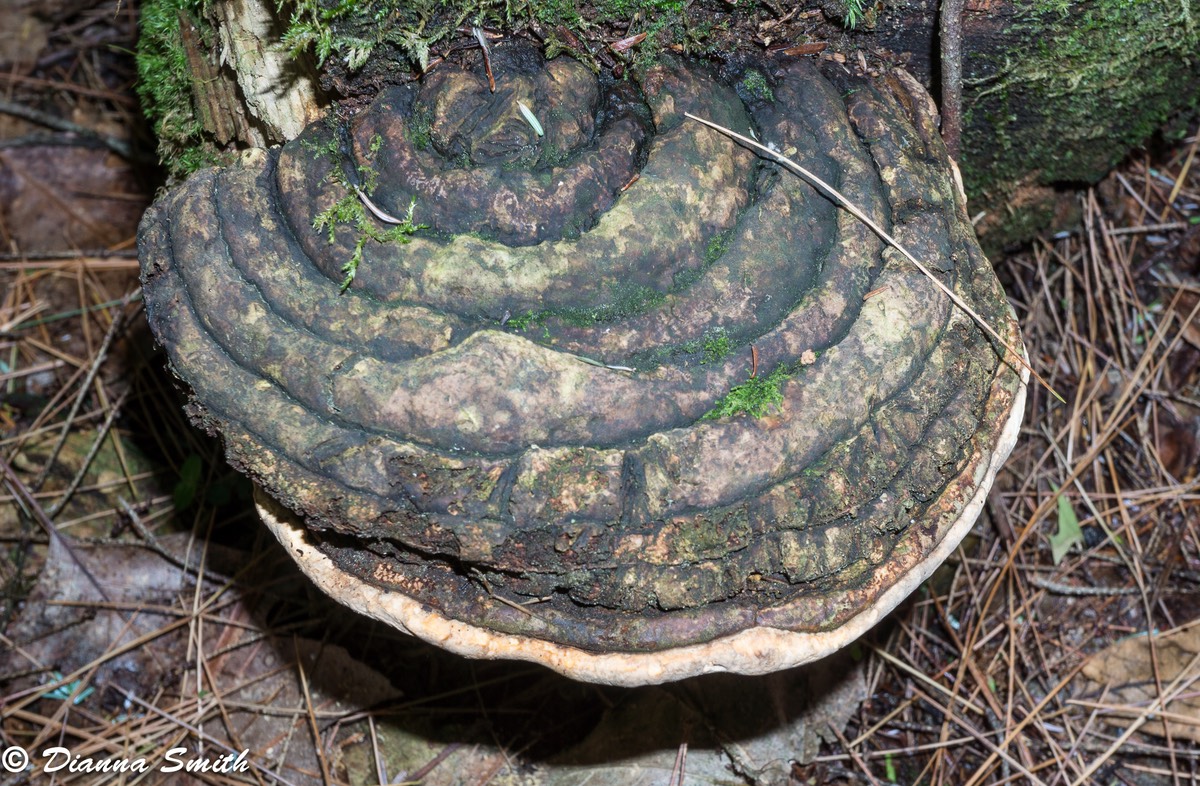 Fomitopsis ochracea 04628
