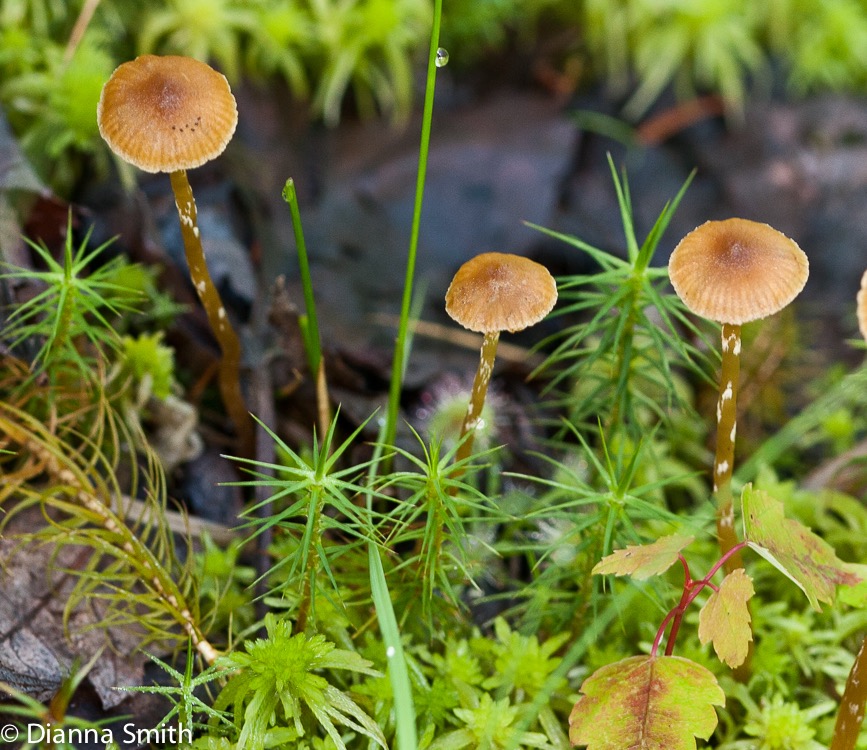Galerina sp.3416