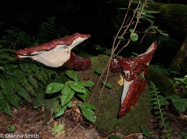 Ganoderma tsugae 9283