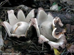 Geastrum fimbriatum7380