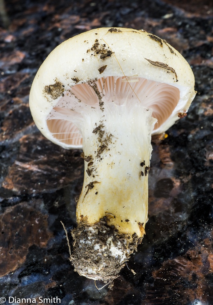 Gomphidius flavipes03963