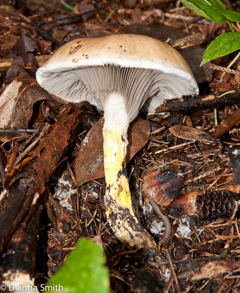 Gomphidius subroseus5455