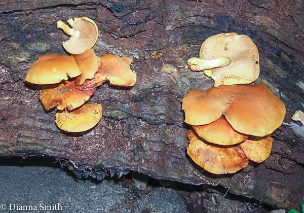 Gymnopilus liquiritiae 0889