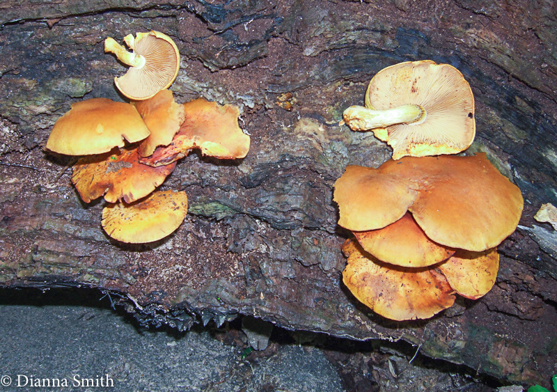 Gymnopilus liquiritiae 0889