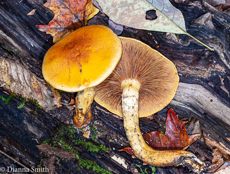 Gymnopilus liquiritiae  6795