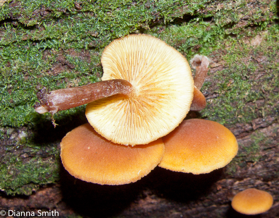 Gymnopilus penetrans090306015