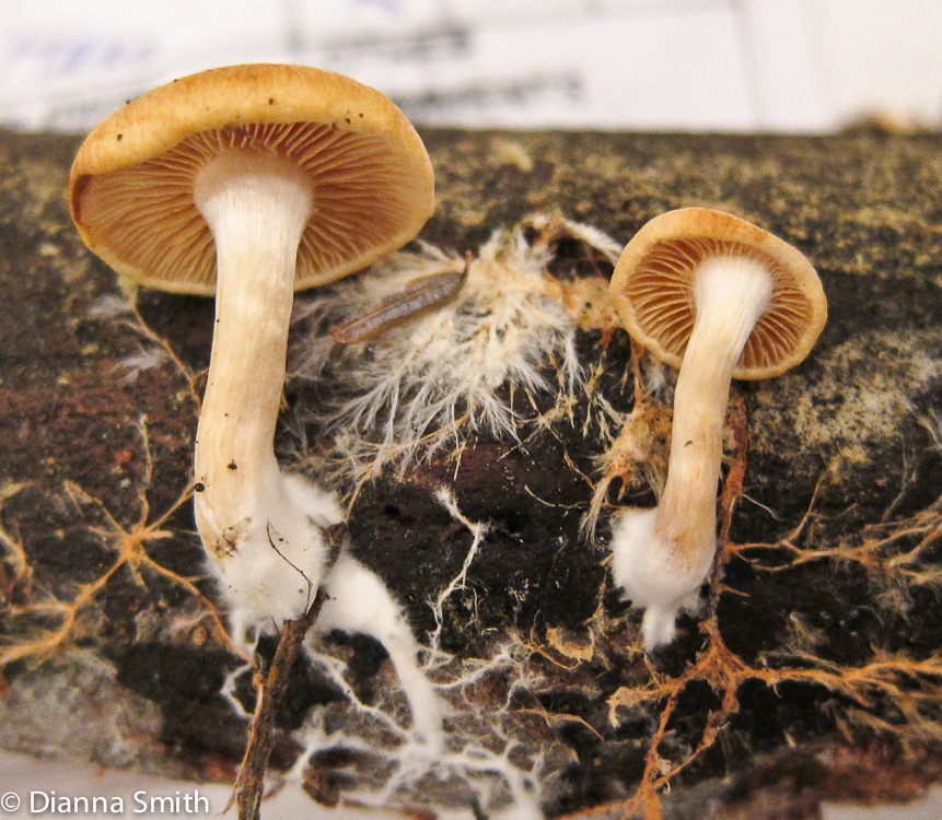 Gymnopilus penetrans_2053
