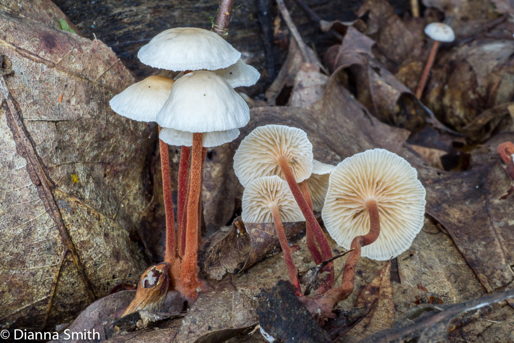 Gymnopus spongiosus03613