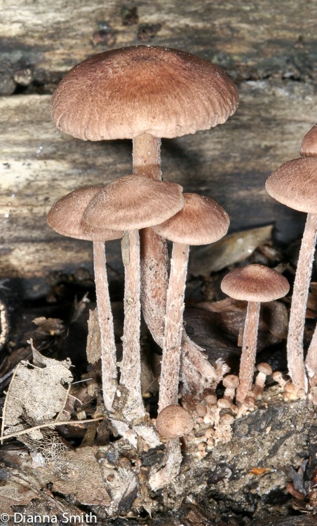 Gymnopus subnudus0229