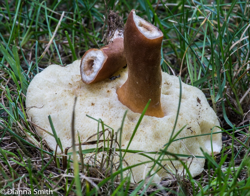 Gyroporus casteneus00206