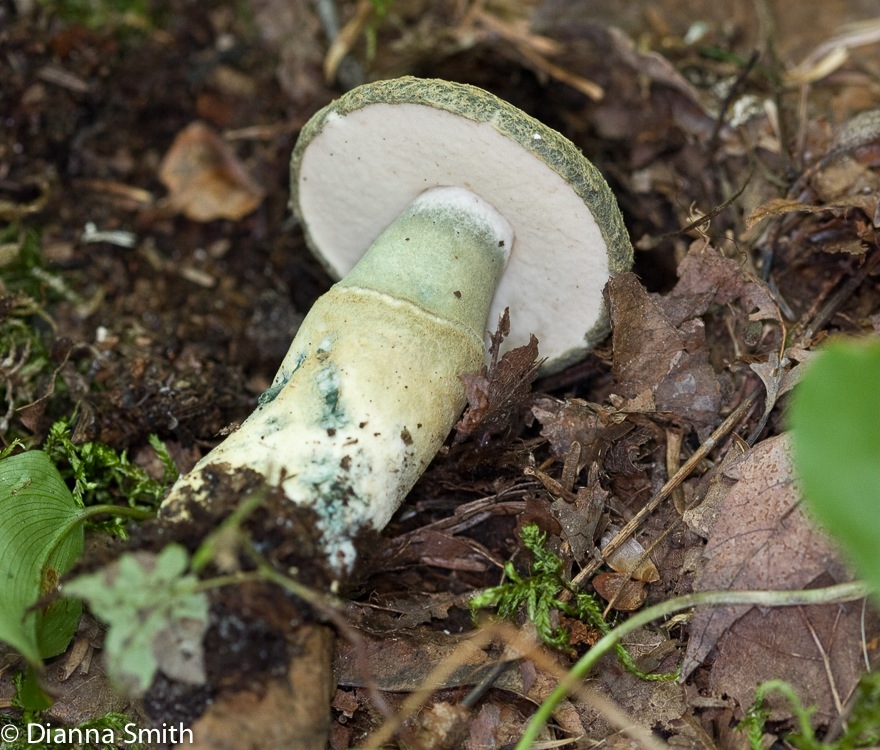Gyroporus cyanescens3523
