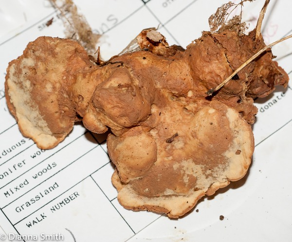 Hapalopilus nidulans01134