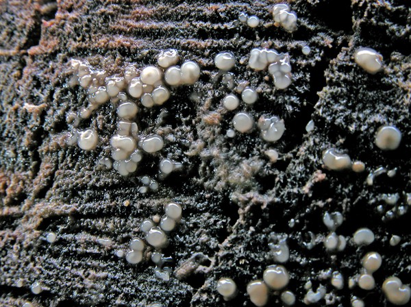 Helicogloea compressa (Leucogloea compressa, Pleurocolla compressa) 2028
