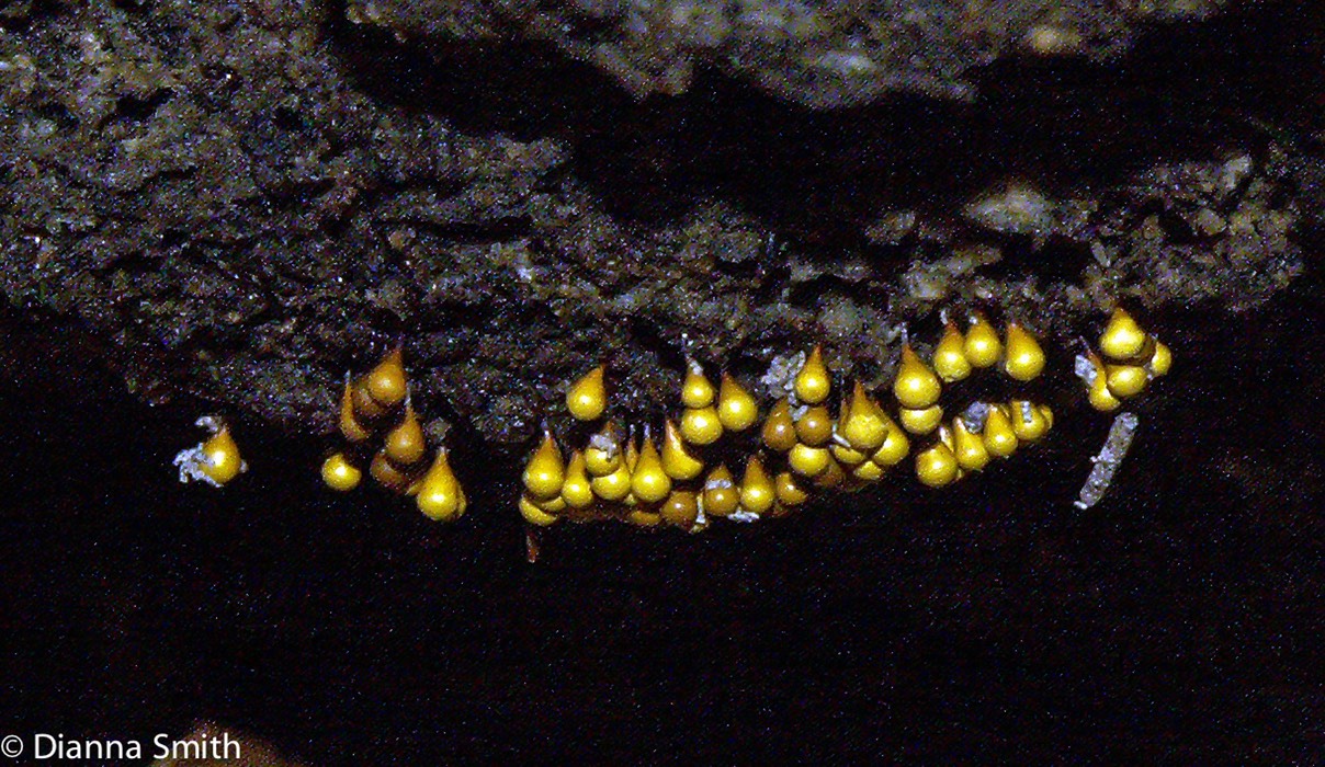 Hemitrichia calyculata5271