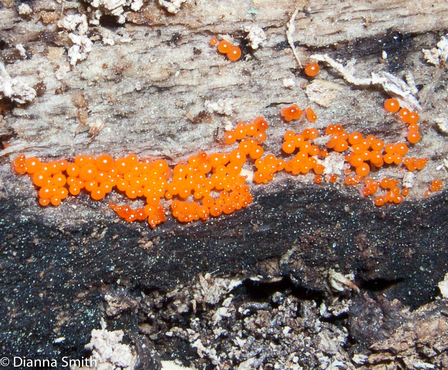 Hemitrichia calyculata8553